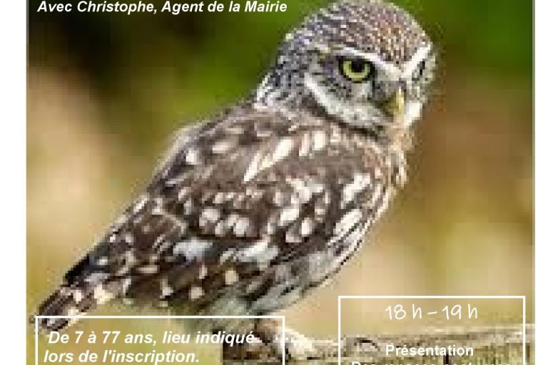 affiche sortie chouettes