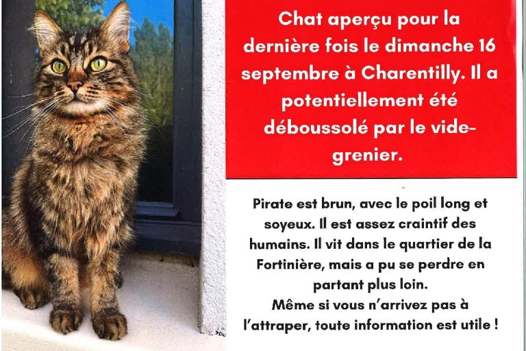 Chat perdu Pirate