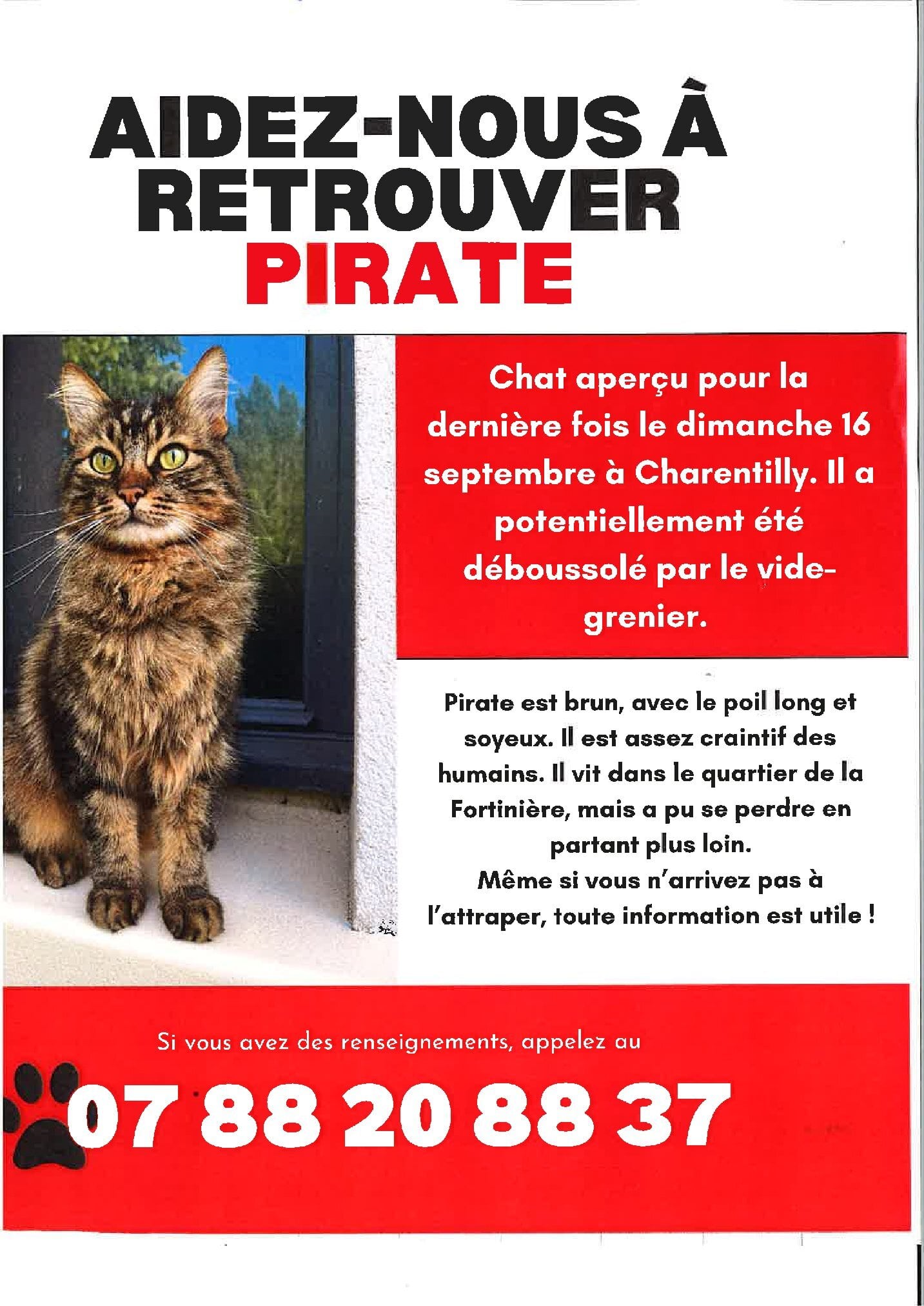 Chat perdu Pirate