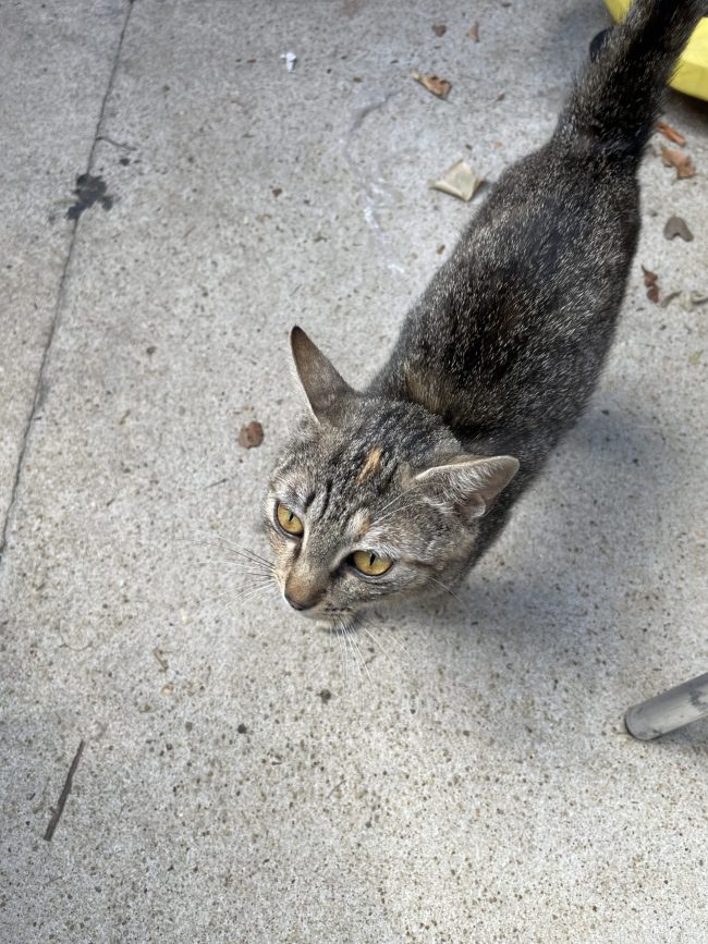 chatte trouvée 7.2025
