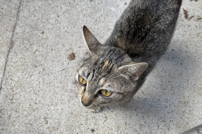 chatte trouvée 7.2025