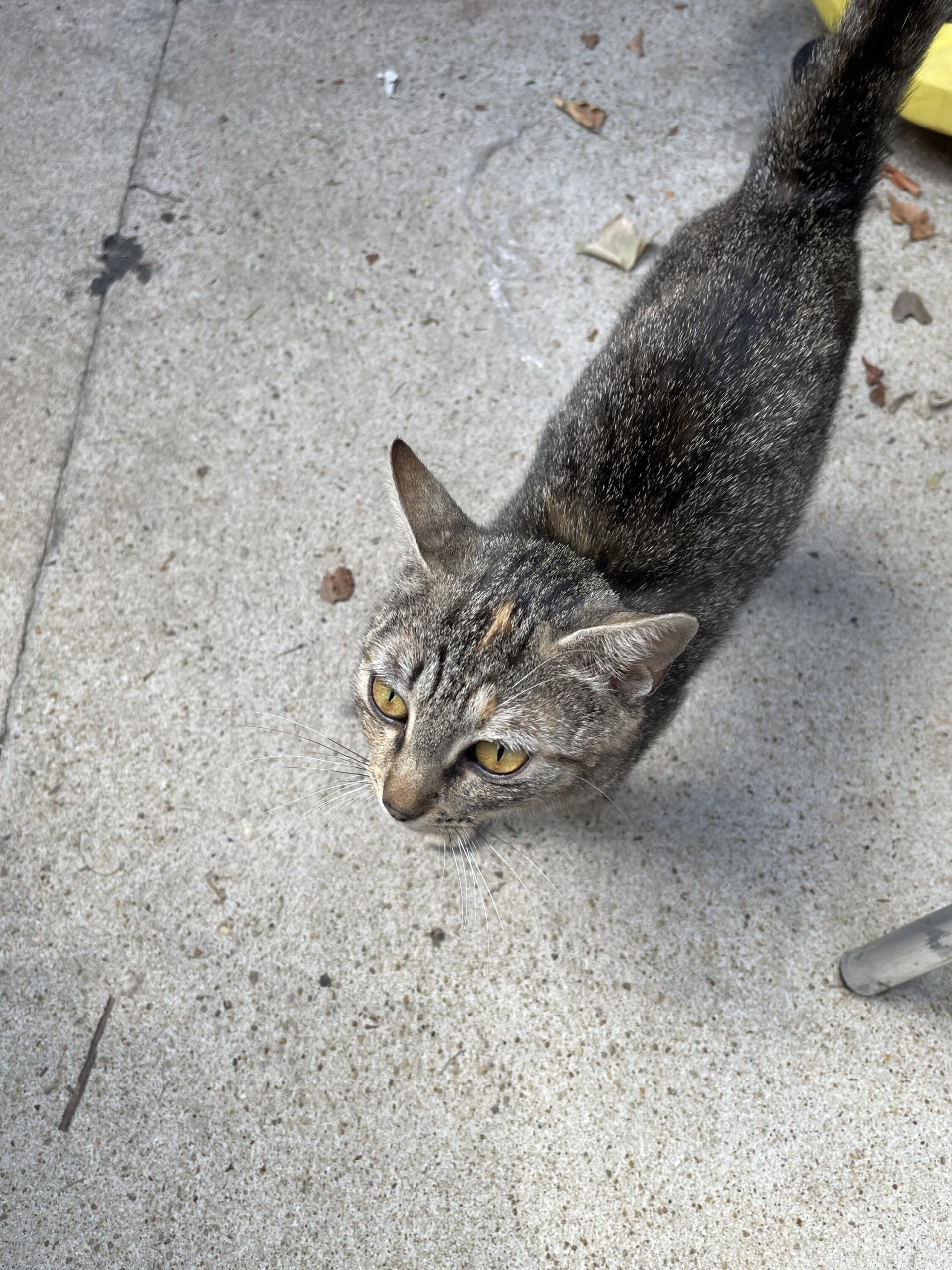 chatte trouvée 7.2025